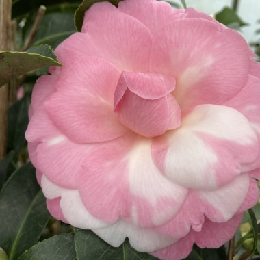 Camellia EG Waterhouse Variegata1